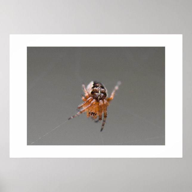 Liten orange söt spindel  poster (Framsidan)