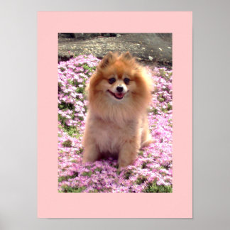 Liten Poster | Marley Pommern Rosa Flowers