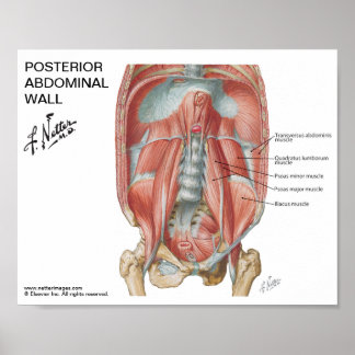 Liten poster - Netters porträtt i bukväggen