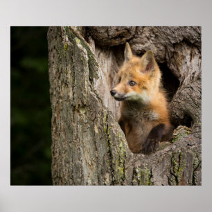 Liten röd räv i ett träd ihålighet poster