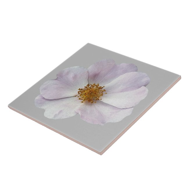 Liten rosa-blomma kakelplatta (Sidan)