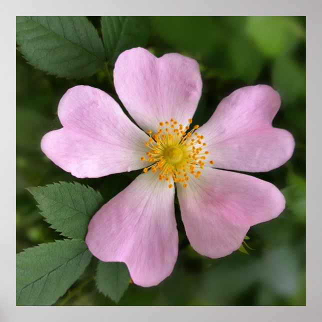 liten rosa poster (Framsidan)