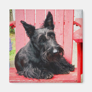 Liten Scottie i en stor röd stol Magnet