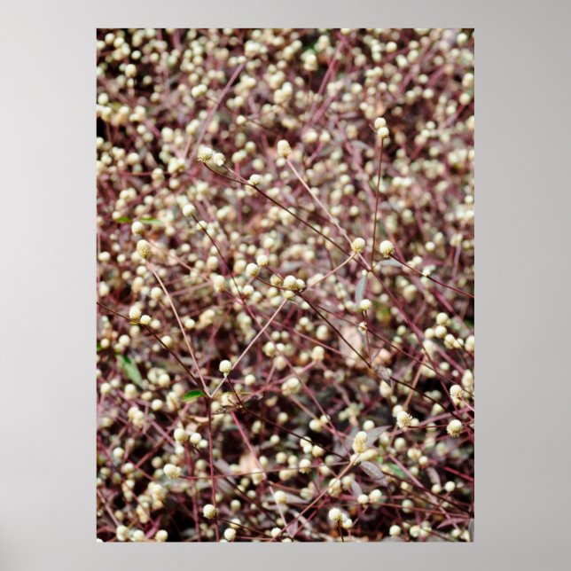 Liten söt liten boll formad vild vit buske poster (Framsidan)