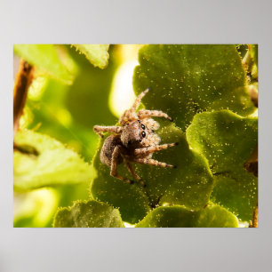 Liten stötspider poster