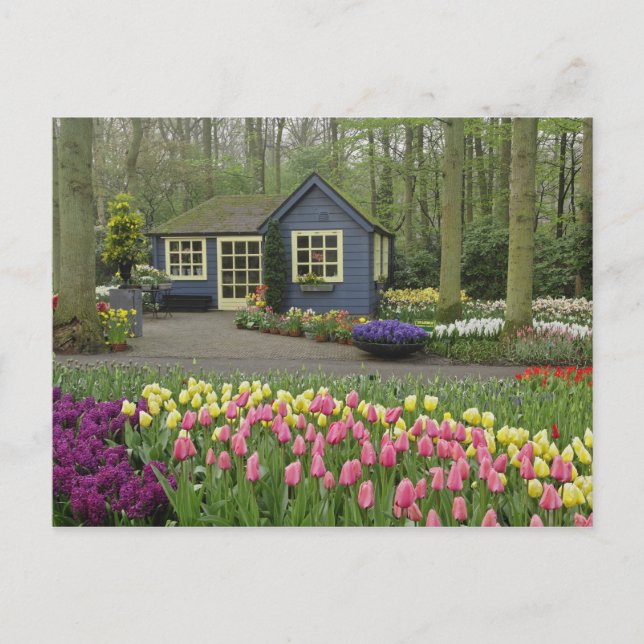 Liten stuga blommor butik, Keukenhof Gardens, Vykort (Framsida)
