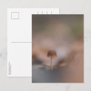 Liten svamp natur foto vykort