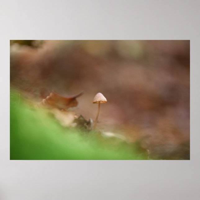 Liten svamp naturfoto poster (Framsidan)