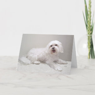 Liten vit Havanese Kort