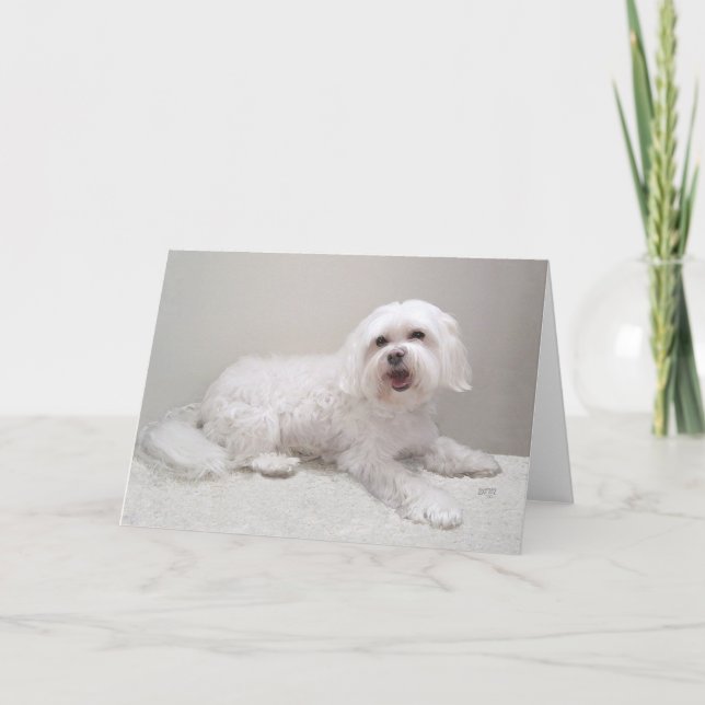 Liten vit Havanese Kort (Framsida)