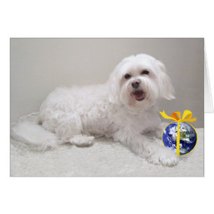 Liten vit Havanese med glob Hälsningskort