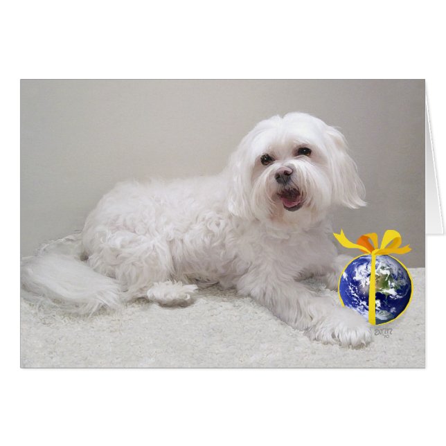 Liten vit Havanese med glob Hälsningskort (Framsidan Horizontal)