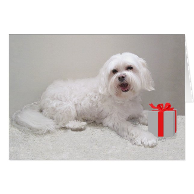 Liten vit Havanese med present Hälsningskort (Framsidan Horizontal)