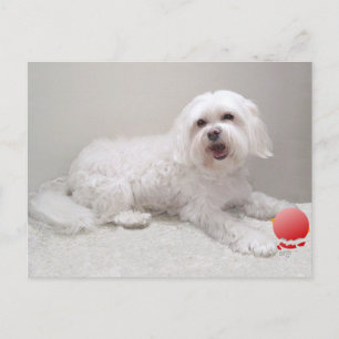 Liten Vit Hund (Malteser) Räddning Vykort