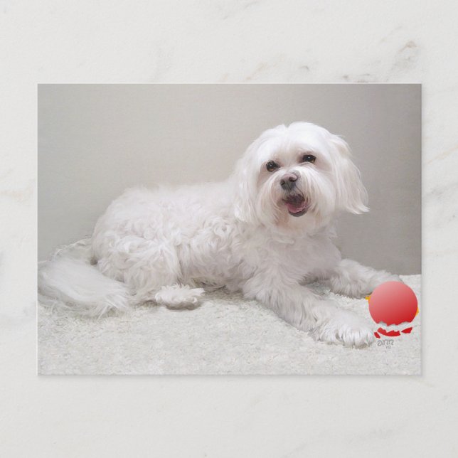 Liten Vit Hund (Malteser) Räddning Vykort (Framsida)
