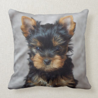 Liten yorkie kudde