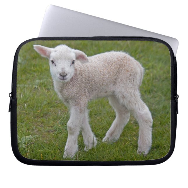 Litet lamm laptopsleeve laptop sleeve (Framsidan)