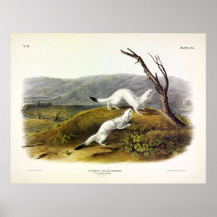 Litet Nimble Weasel, långstjärt Weasel - Audubon Poster