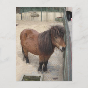 Litet ponny vykort