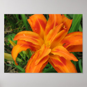 Litet portföljtryck för orange DayLily Poster