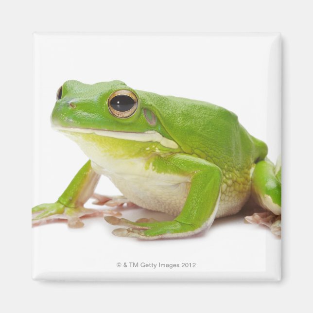 Litora Infrafrenata, Frog Magnet (Framsidan)