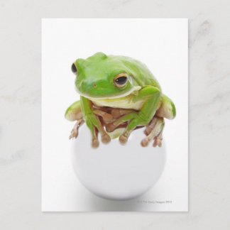 Litora Infrafrenata, Frog Vykort