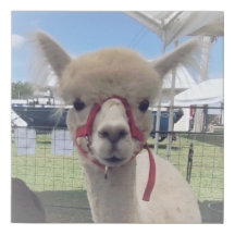 Little Alpaca