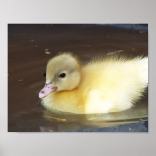 Little Anka Poster