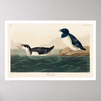 Little Auk by Audubon Poster
