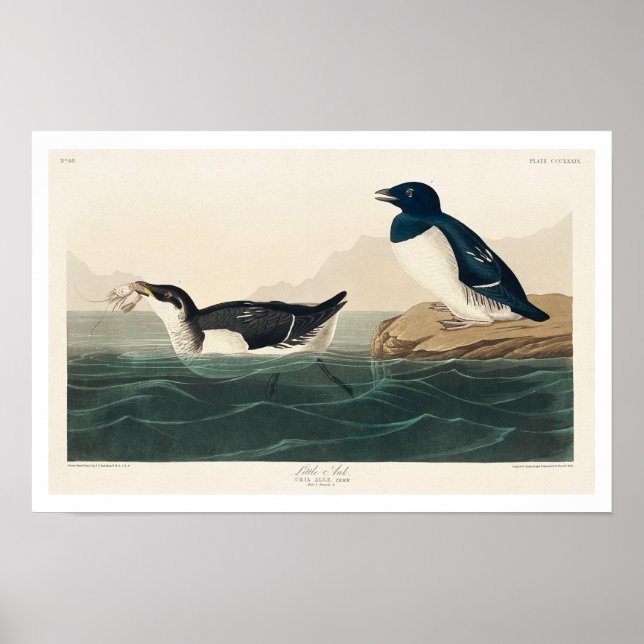Little Auk by Audubon Poster (Framsidan)