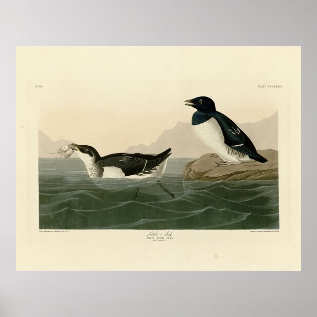 Little Auk (Dovekie) - Audubon's Birds of America Poster (Framsidan)
