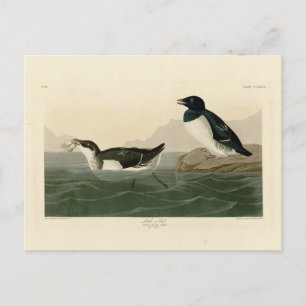Little Auk (Dovekie) - Audubon's Birds of America Vykort
