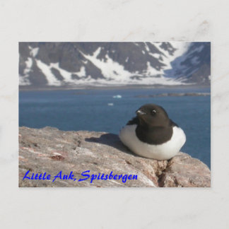 Little Auk Spitsbergen vycard Vykort