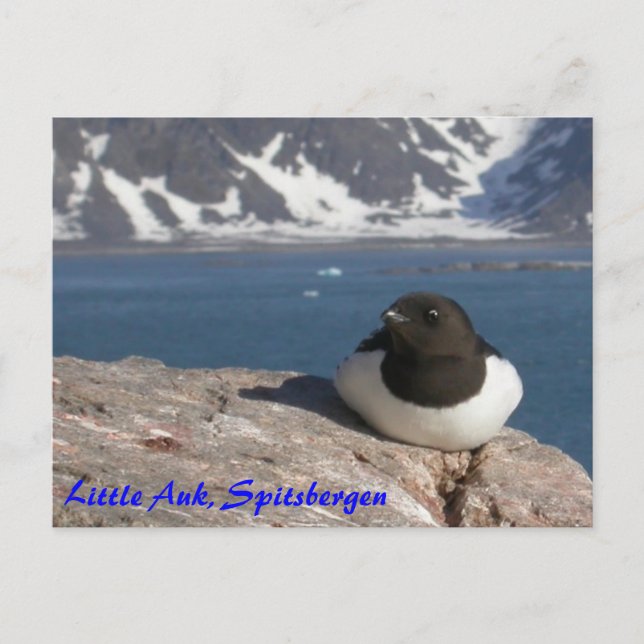 Little Auk Spitsbergen vycard Vykort (Framsida)