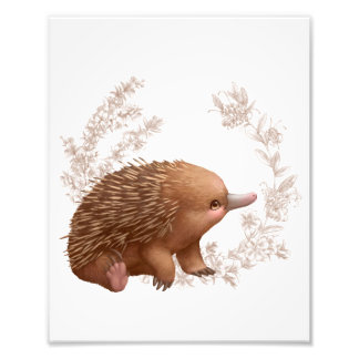 Little Aussie Friends - Echidna Fototryck