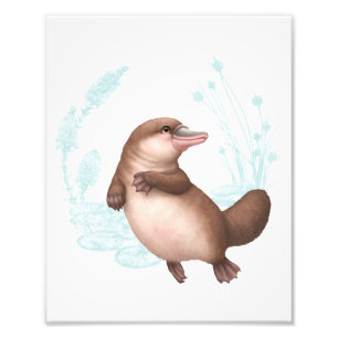 Little Aussie Friends - Platypus Fototryck