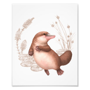 Little Aussie Friends - Platypus Fototryck