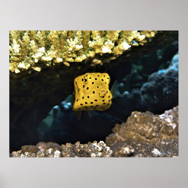Little Baby Boxfish Poster (Framsidan)