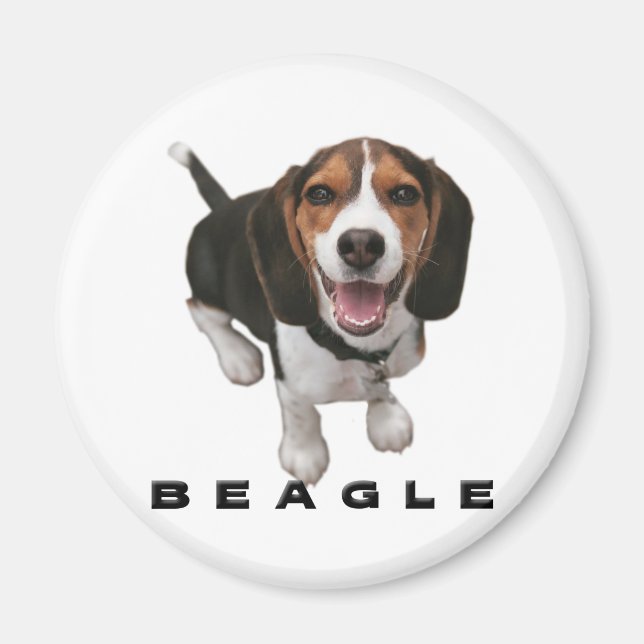 Little Beagle Magnet (Framsidan)