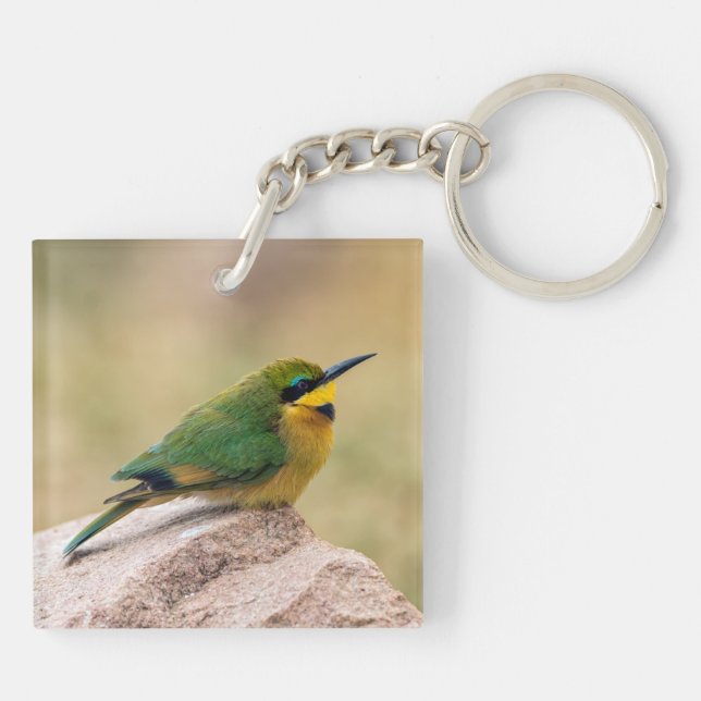 Little Bee-Eater (Baksidan)