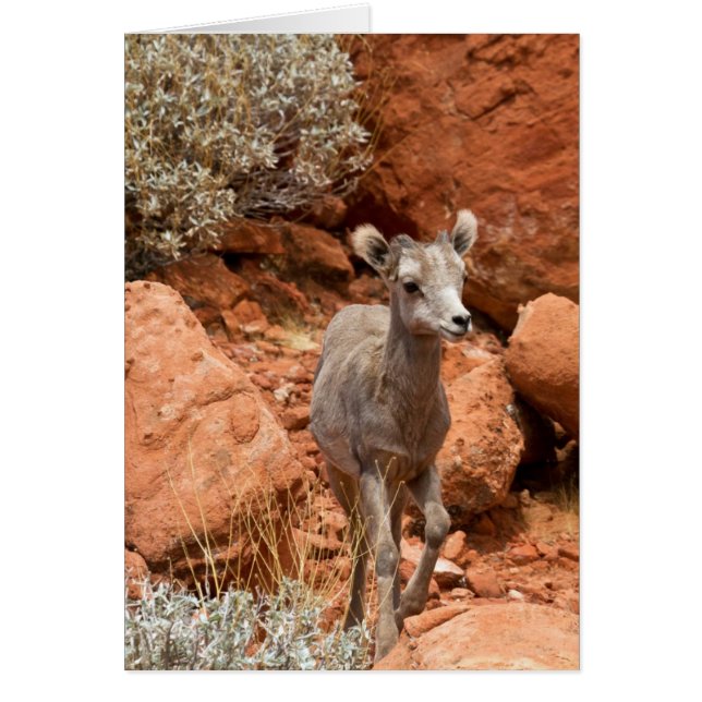 Little Big Horn Hälsningskort (Framsidan)