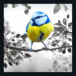 Little Bird Black and White Bild Poster<br><div class="desc">Fågelselektivt Färg-Kreativ Fotografi Poster och hämtar</div>