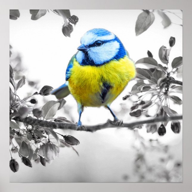 Little Bird Black and White Bild Poster (Framsidan)