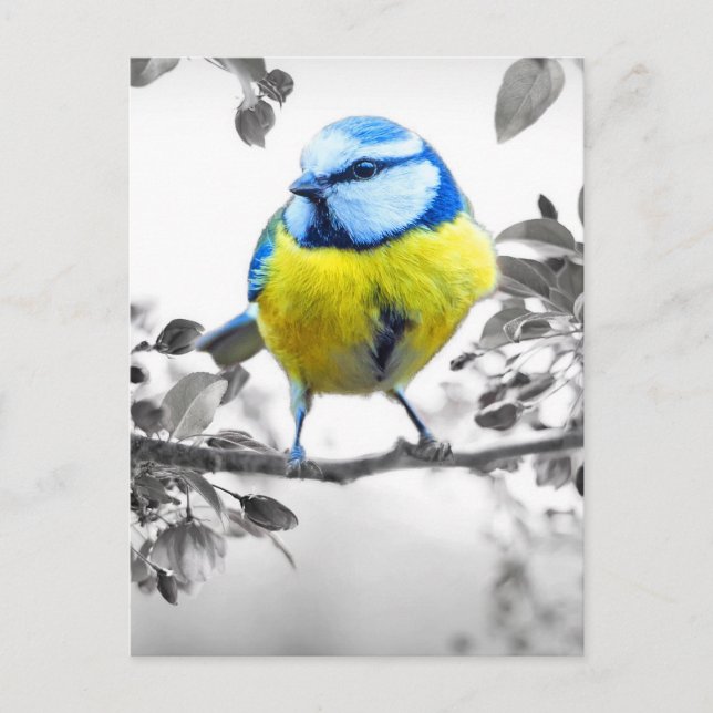 Little Bird Black and White Bild Vykort (Framsida)