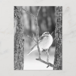 Little Bird Vykort
