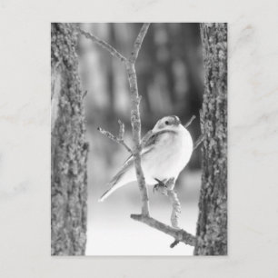 Little Bird Vykort