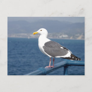 Little Birdy Vykort