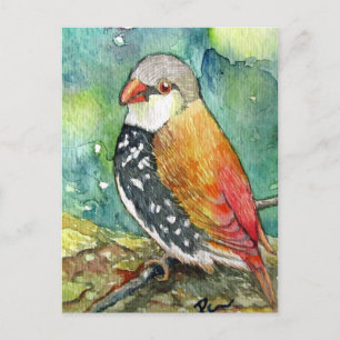 Little Birdy Vykort