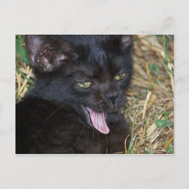 Little Bitt Vykort (Framsida)