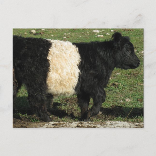 Little Black Beltie Calf Vykort (Framsida)